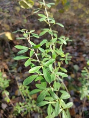 Chamaecytisus