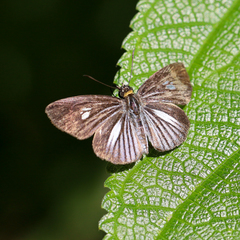 Pythonides lancea