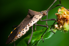 Chariesterus pardalinus