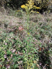 Solidago canadensis
