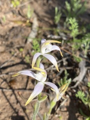 Caladenia hirta rosea