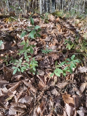 Chamaecytisus
