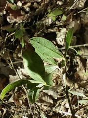 Chamaecytisus