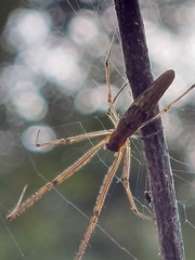 Tetragnatha praedonia