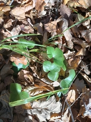 Hepatica nobilis