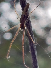Tetragnatha praedonia