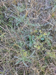 Scabiosa ochroleuca