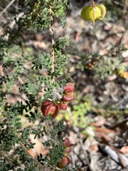 Dodonaea pinnata