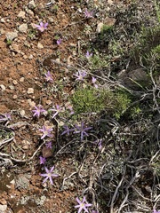 Colchicum filifolium