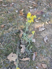 Helichrysum arenarium