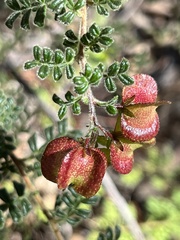 Dodonaea pinnata