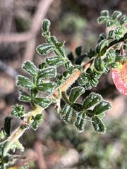 Dodonaea pinnata
