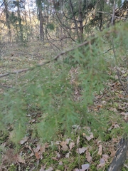 Juniperus communis