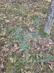 Chamaecytisus