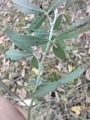 Chamaecytisus