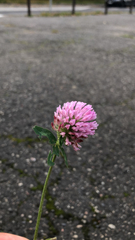Trifolium pratense