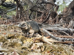 Cyclura cornuta