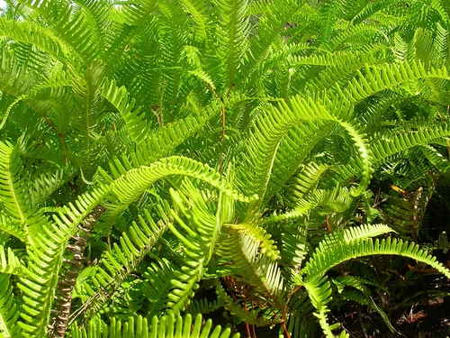 Dicranopteris linearis observed 2006-03-08