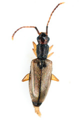 Telephanus