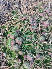 Sempervivum globiferum