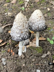 Coprinus comatus