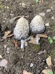 Coprinus comatus