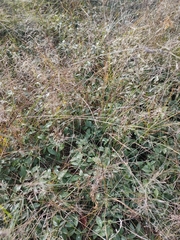 Vinca minor