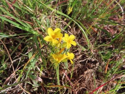 Image of Sebaea solaris by (c) linkie, some rights reserved (CC BY)