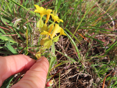 Image of Sebaea solaris by (c) linkie, some rights reserved (CC BY)