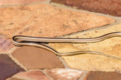 Dromicodryas bernieri