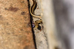 Dromicodryas bernieri