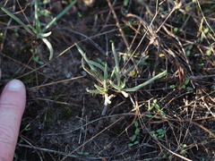 Phemeranthus parviflorus