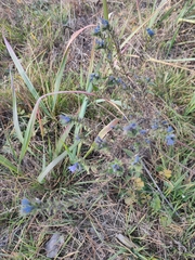Echium vulgare