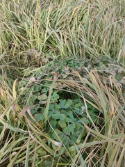 Aquilegia vulgaris