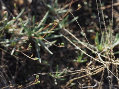 Phemeranthus parviflorus