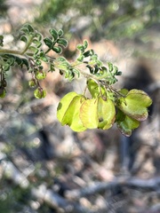 Dodonaea pinnata