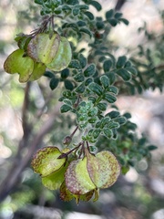 Dodonaea pinnata