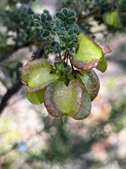 Dodonaea pinnata