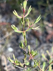 Darwinia biflora