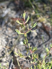 Darwinia biflora