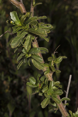 Diplopeltis huegelii