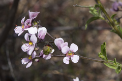 Diplopeltis huegelii