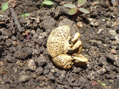Guioperus