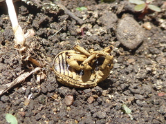 Guioperus