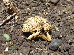 Guioperus