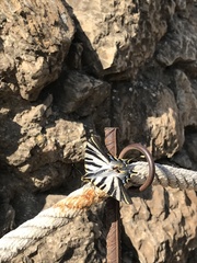 Iphiclides feisthamelii