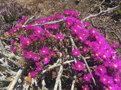 Lampranthus vernalis