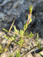 Darwinia biflora