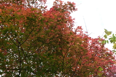 Acer mandshuricum
