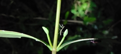 Callimantis antillarum